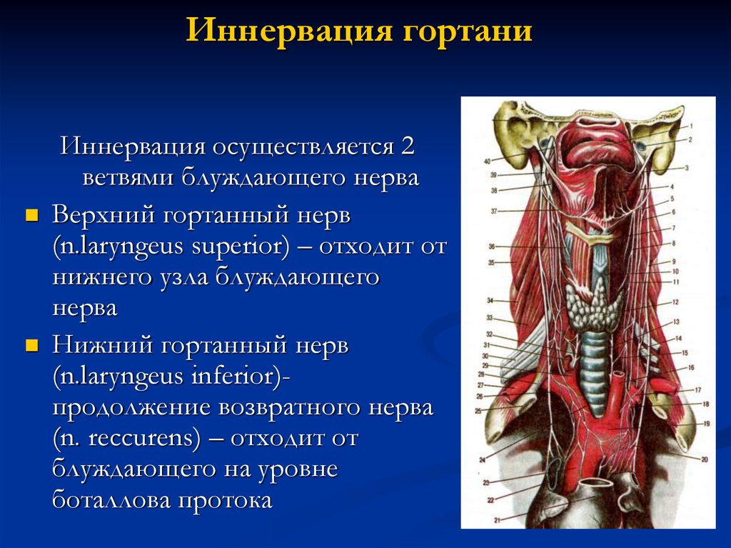 Нерв глотки. Верхний гортанный нерв анатомия. Возвратный гортанный нерв топография. Возвратный нерв гортани анатомия. Кровоснабжение щитовидной железы анатомия.