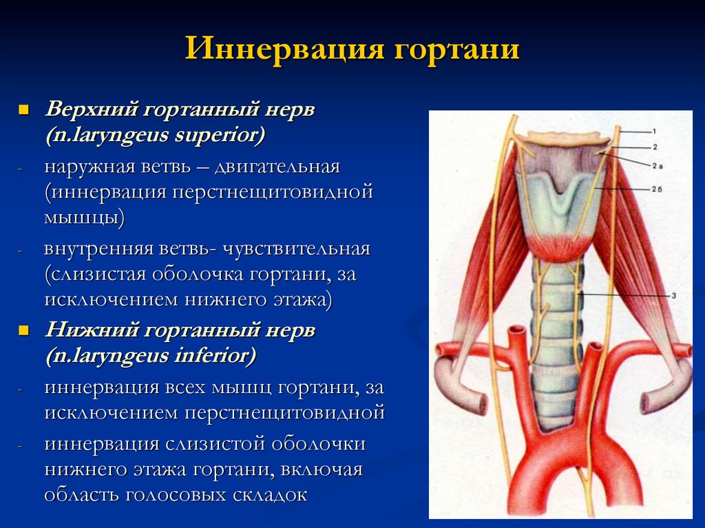 Анатомия гортани человека в картинках с описанием