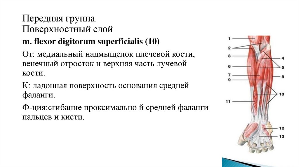 Медиальный надмыщелок плечевой кости. Мышцы предплечья передняя группа поверхностный слой. Flexor digitorum superficialis мышца. Мышцы и фасции предплечья топография. Фасции и фасциальные влагалища кисти.