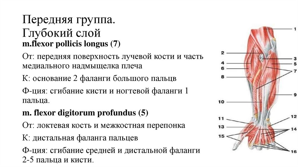 Мышцы предплечья передняя группа. Топография мышц предплечья. Глубокий слой передней группы мышц предплечья. Слои предплечья топографическая анатомия. Мышцы плеча передняя группа глубокий слой.