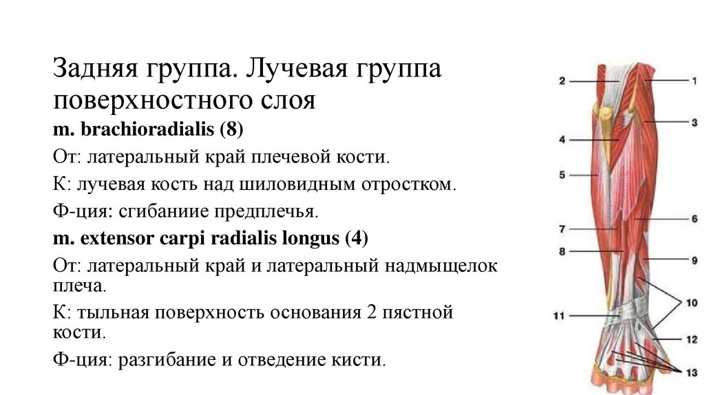 Поверхностные группы. Мышцы и фасции предплечья. Мышцы предплечья задняя группа поверхностный слой таблица. Мышцы, фасции и топография предплечья и кисти. Задняя поверхность предплечья топографическая анатомия.