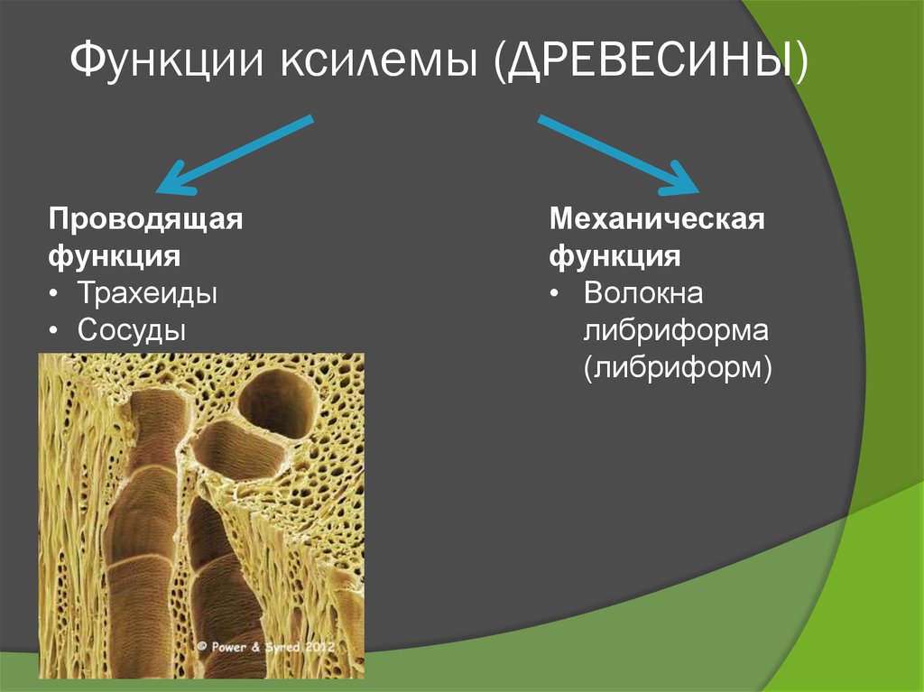 Древесина ксилема