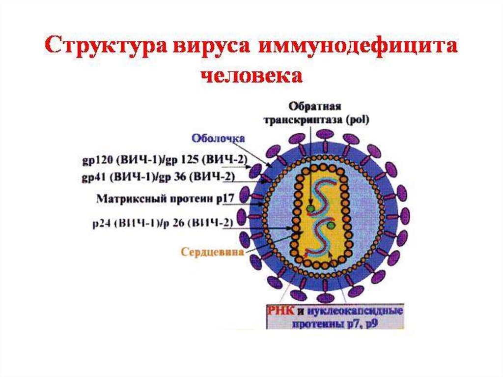 Вич возбудитель заболевания. ВИЧ структура вириона. Строение вириона ВИЧ микробиология. Структура вириона ВИЧ инфекции. Характеристика вируса ВИЧ инфекции.