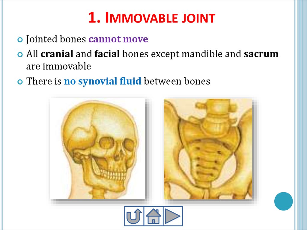 immovable joint between flat bones of the skull united by a thin layer of dense connective tissue