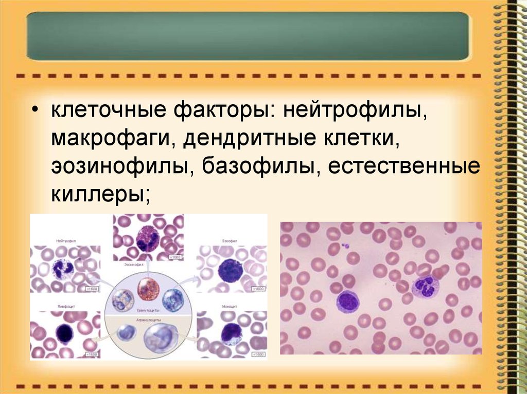 Макрофаги антитела. Макрофаги нейтрофилы базофилы эозинофилы. Клеточные факторы. Макрофаги и дендритные клетки. Эозинофилы базофилы и дендритные клетки.