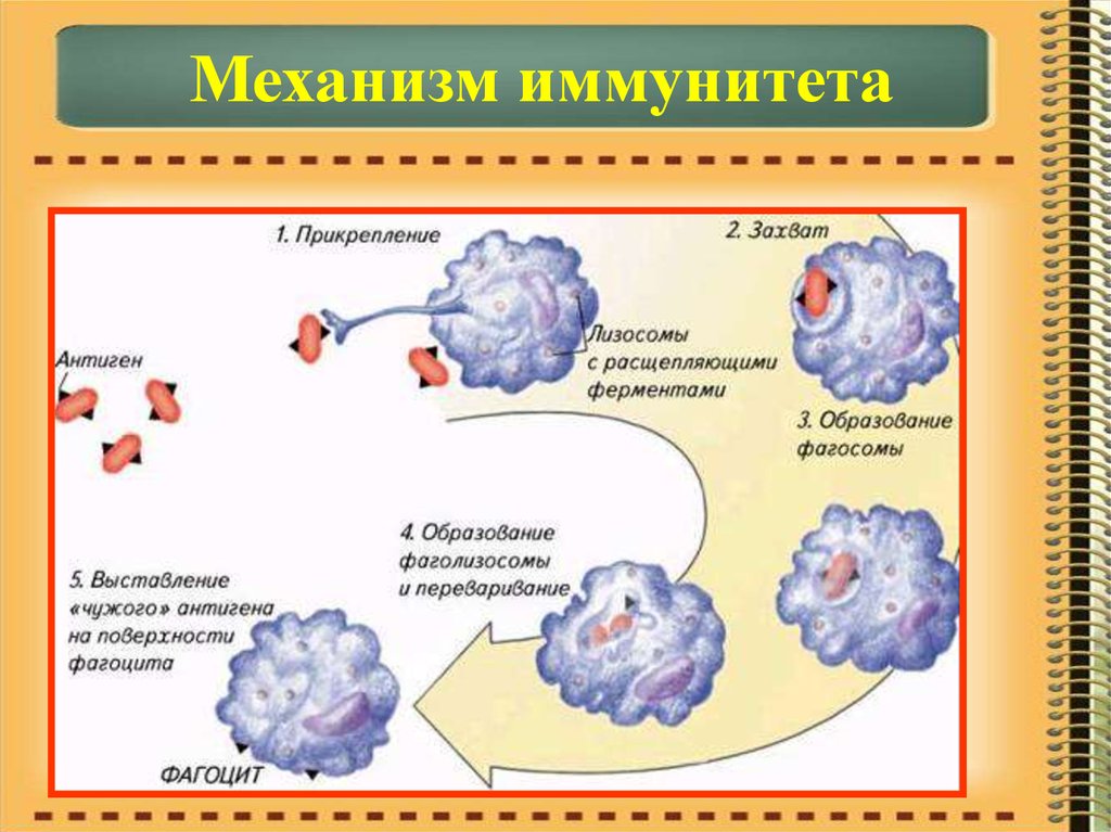 Антигены макрофагов. Механизм иммунитета фагоцитоз антитела. Механизм клеточного иммунитета фагоцитоз. Схема механизма образования иммунитета клеточный фагоцитоз. Механизмы усиления фагоцитоза.