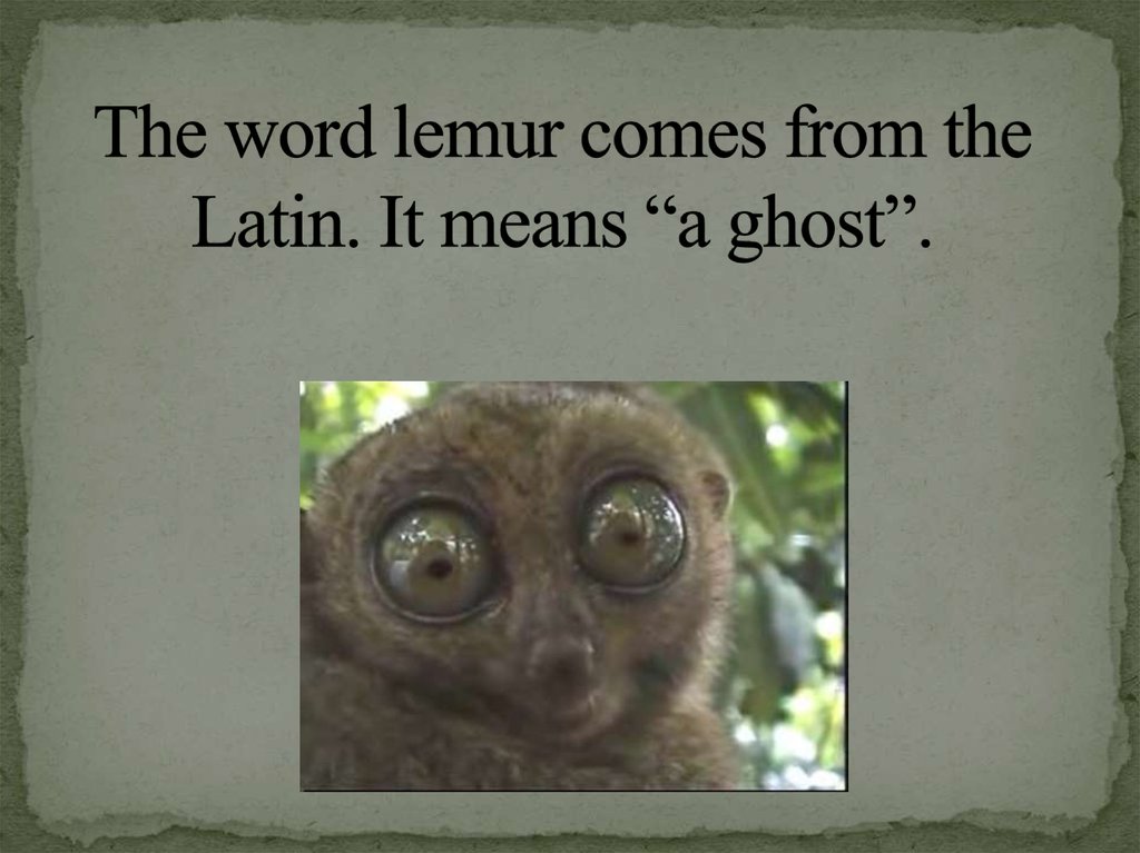 The word lemur comes from the Latin. It means “a ghost”.