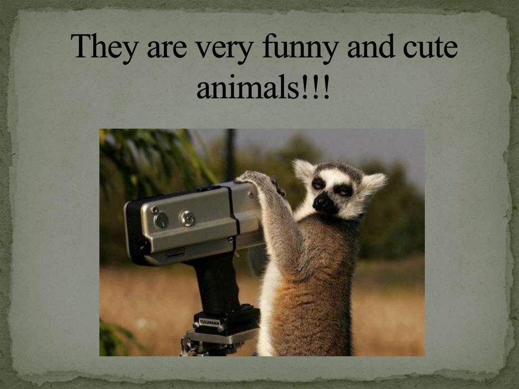 They are very funny and cute animals!!!