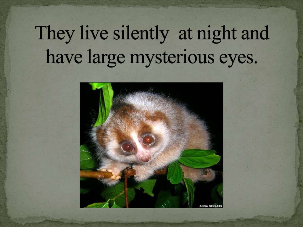 They live silently at night and have large mysterious eyes.