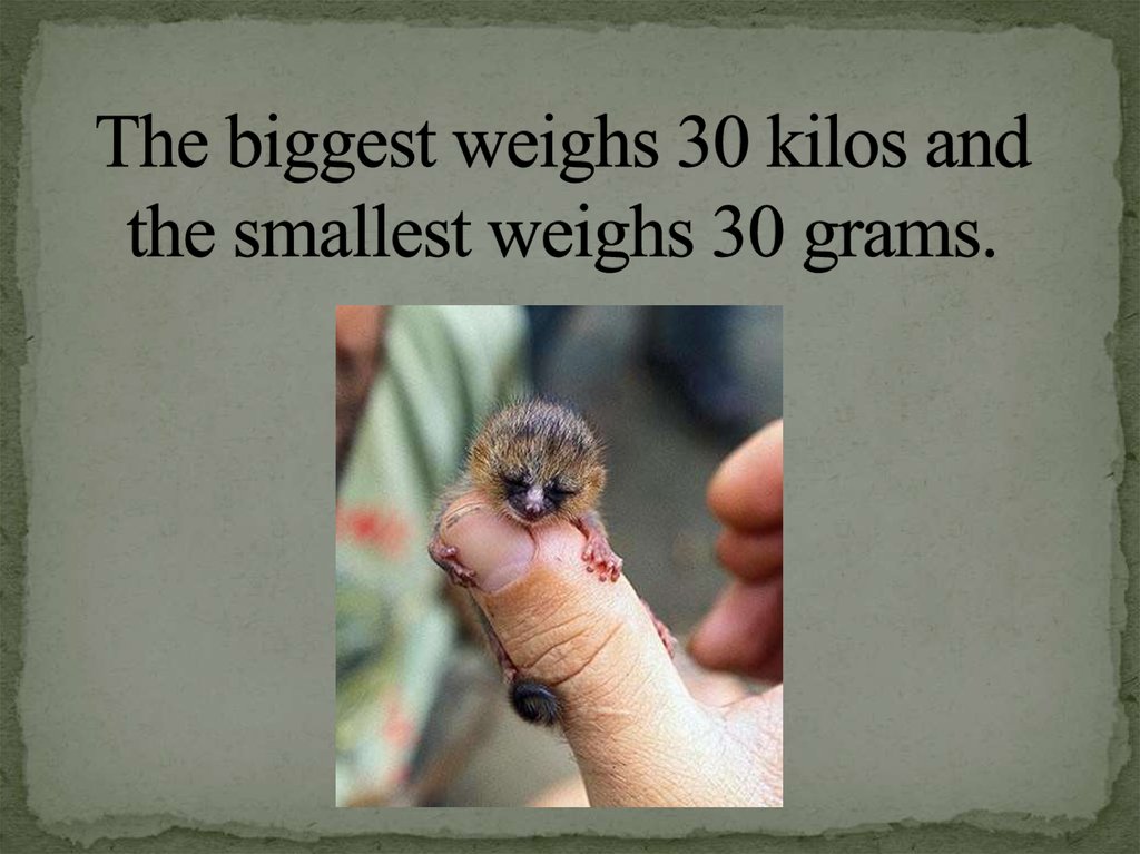 The biggest weighs 30 kilos and the smallest weighs 30 grams.