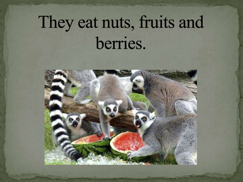 They eat nuts, fruits and berries.