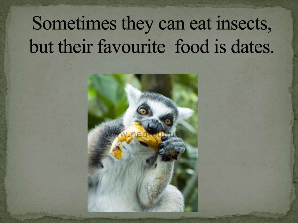 Sometimes they can eat insects, but their favourite food is dates.