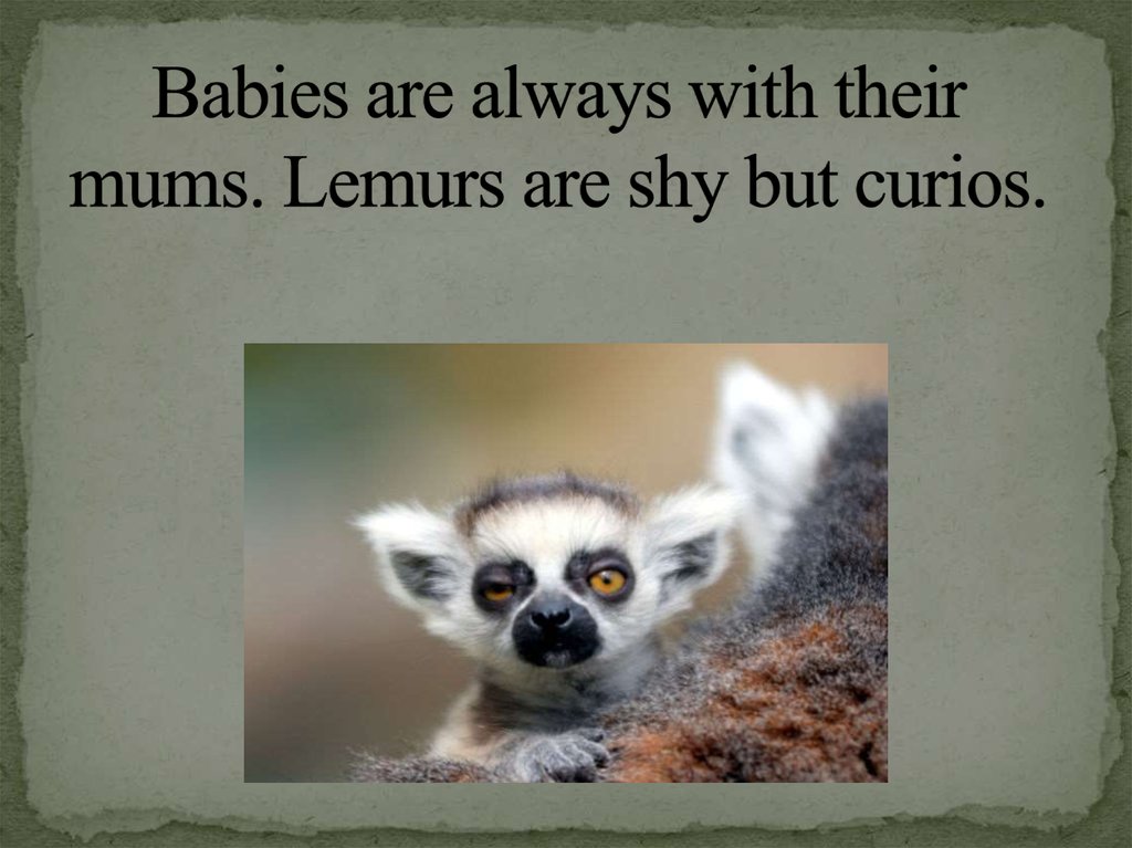 Babies are always with their mums. Lemurs are shy but curios.