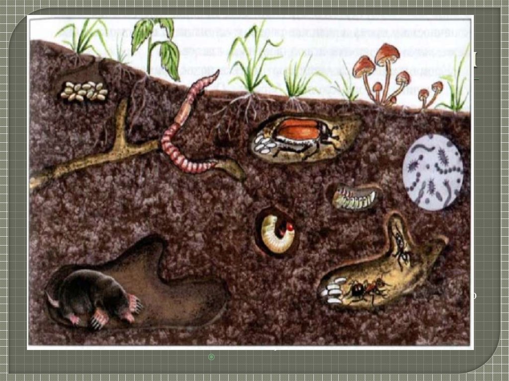 К какой группе обитателей почвы относятся микроорганизмы. Организмы почвенной среды обитания. Обитатели почвы 5 класс биология. Обитатели почвенной среды. Почвенная среда.