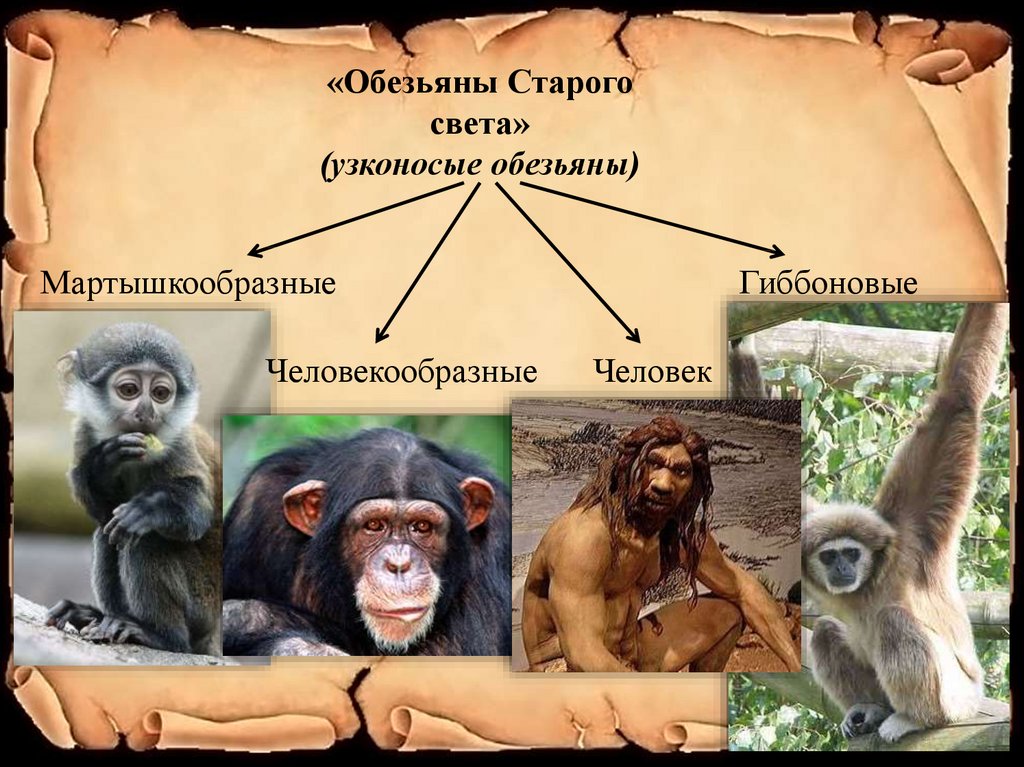К обезьянам людям относят. Узконосые приматы представители. Приматы (человекообразные обезьяны). Узконосые обезьяны представители. Узконосые обезьяны старого света.