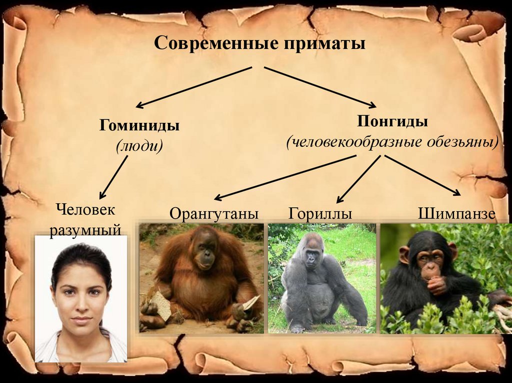 Человек относится к типу подтипу. Отряд приматы семейство гоминиды. Понгиды и гоминиды. Представители шимпанзе.