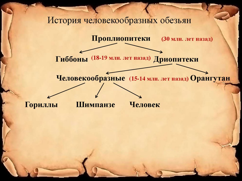 Человек представитель животного мира презентация