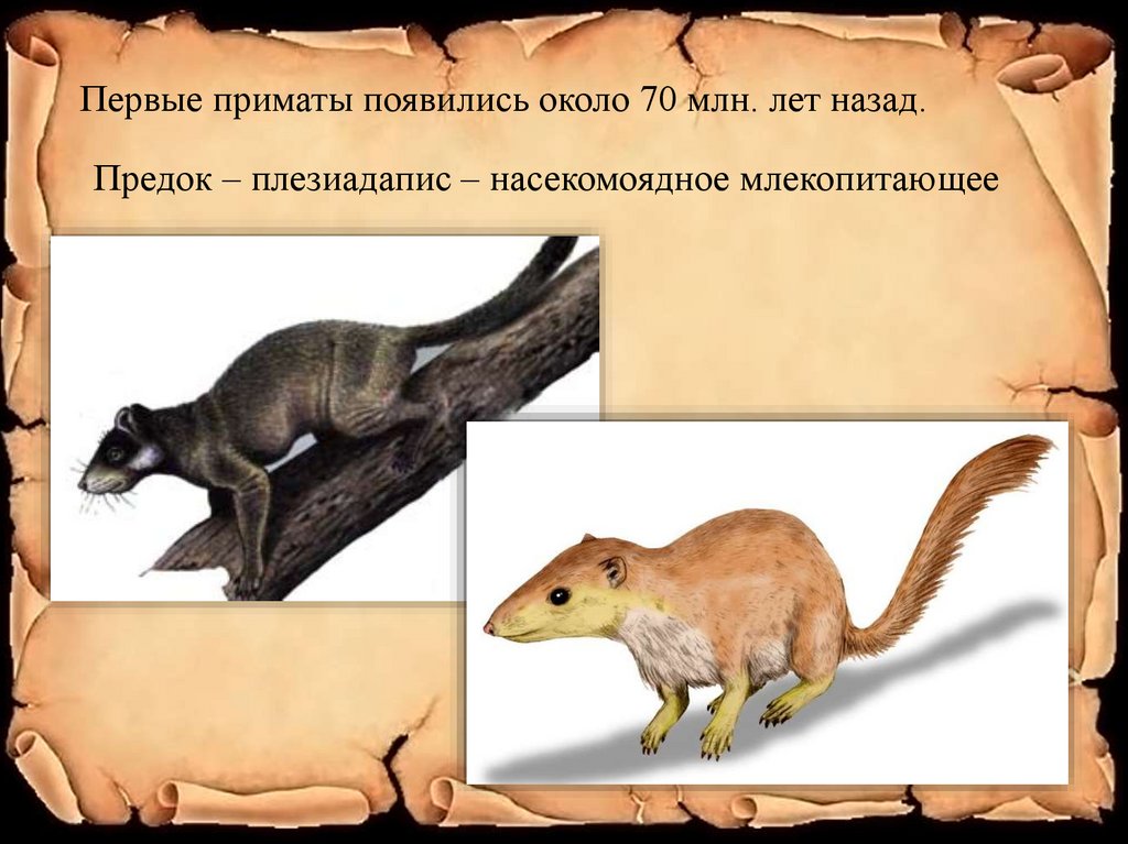 Предок пол. Плезиадапис приматы. Предки приматов. Первые приматы. Предок всех приматов.