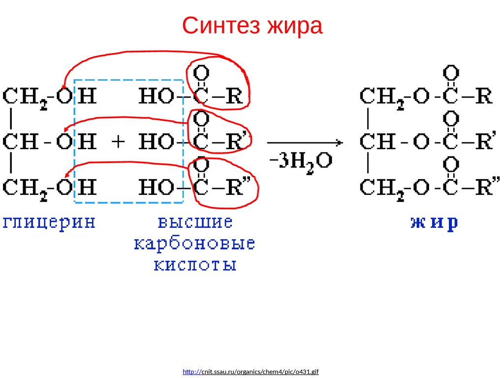 Как отличить глицерин. Синтез твердого жира схема. Синтез молекулы жира. Реакция образования жира. Синтез жиров реакции.
