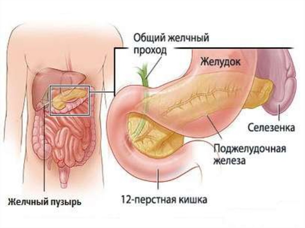 Болят желчные протоки. Желудок селезенка поджелудочная железа. Расположение желчного пузыря и поджелудочной. Поджелудочная расположение.