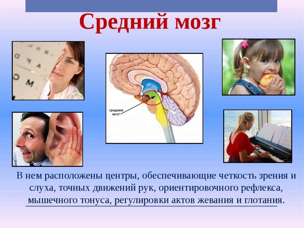 Звук слух мозг. Центры зрения и слуха. Центры зрения и слуха расположены в. Центры зрения и слуха в мозге. Средний мозг зрение и слух.