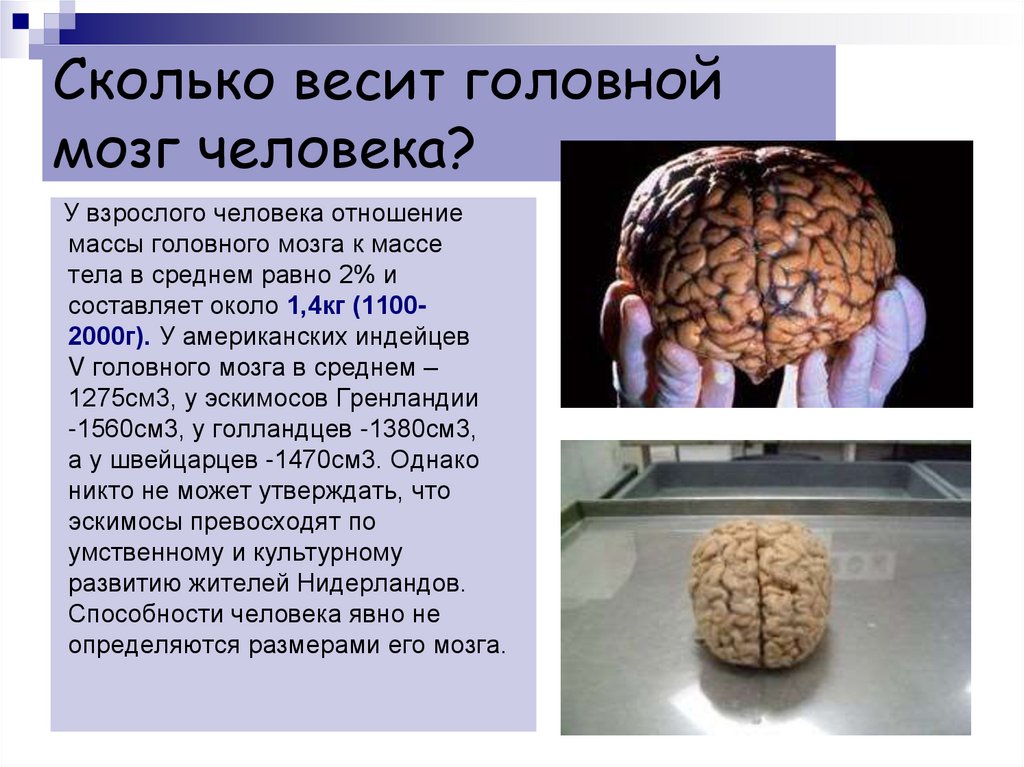 Мозг весит