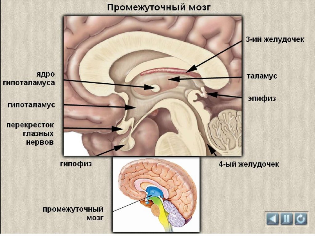Таламус и гипоталамус какой отдел мозга. Промежуточный мозг гипоталамус строение. Строение мозга таламус гипоталамус. Промежуточный мозг, таламус. Гипоталамус и эпифиз. Промежуточный мозг анатомия строение.