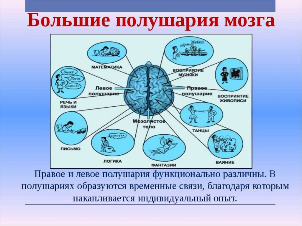 Практическая кинезиология. Кинезиология. Связь полушарий. Полушария мозга. Взаимосвязь полушарий.