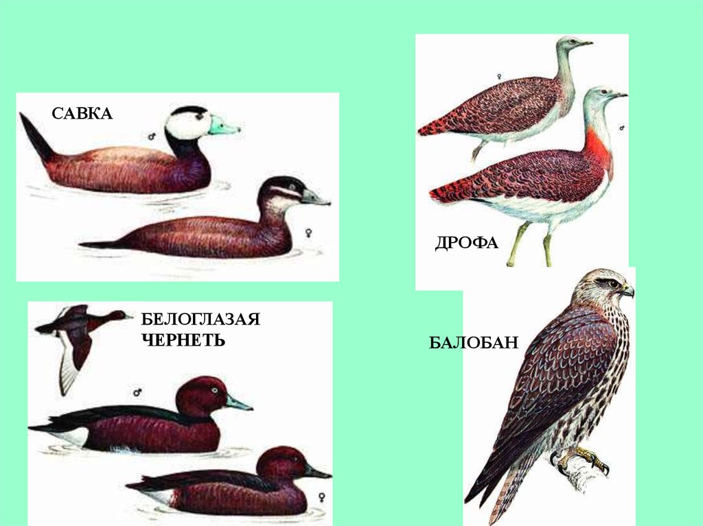 Species транскрипция