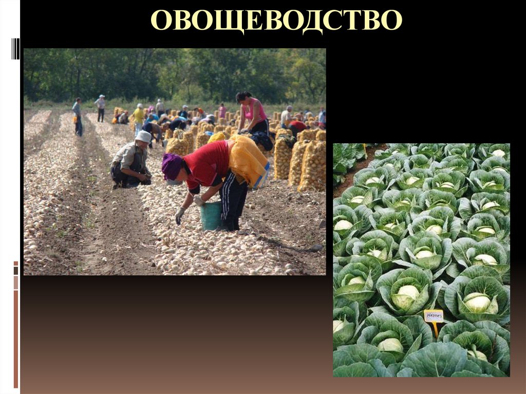 Отрасль овощеводства