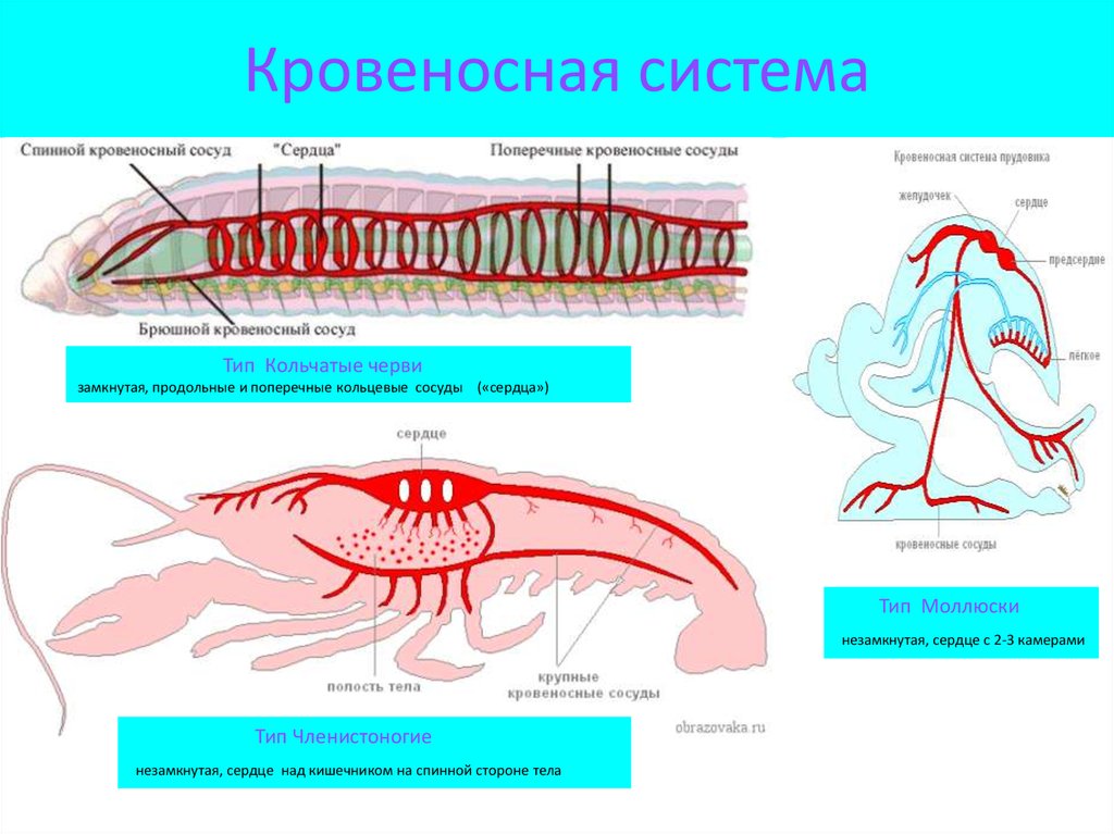 Моллюски тип кровеносной системы таблица. Кровеносная система кольчатых червей. Строение кровеносной системы беспозвоночных животных. Эволюция кровеносной системы беспозвоночных. Схема строения кровеносной системы у кольчатых червей.