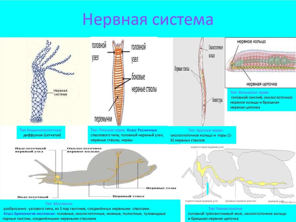 Типы нервной системы диффузная Узловая трубчатая. Диффузная нервная система у червей. Эволюция нервной системы беспозвоночных животных.