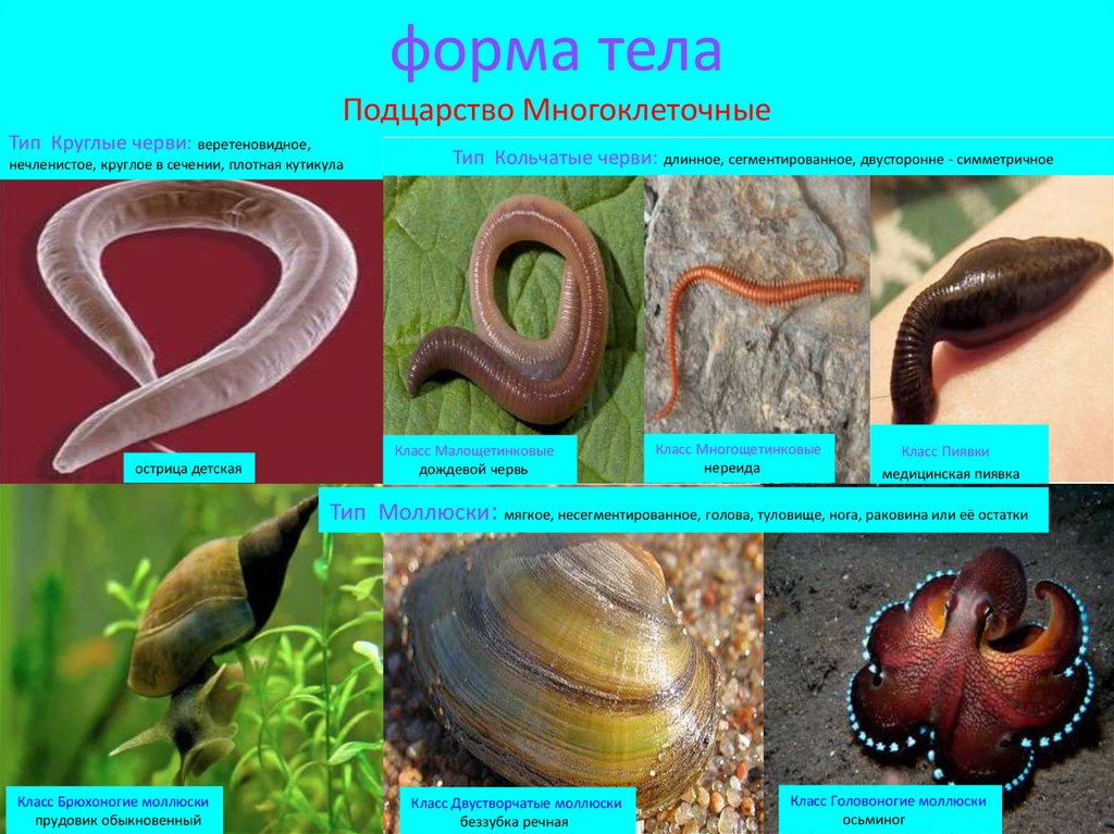 Примеры группы червей. Беспозвоночные кольчатые черви и плоские черви. Тип и класс беспозвоночных животных кольчатые черви. Кольчатые черви класс беспозвоночных. Беспозвоночные животные круглые черви.