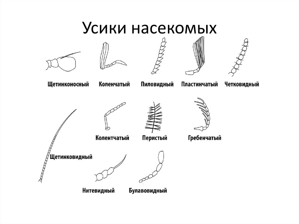 Наличие усиков. Строение усиков у Жуков. Строение Усика насекомого. Строение и типы усиков. Нитевидные усики насекомых.