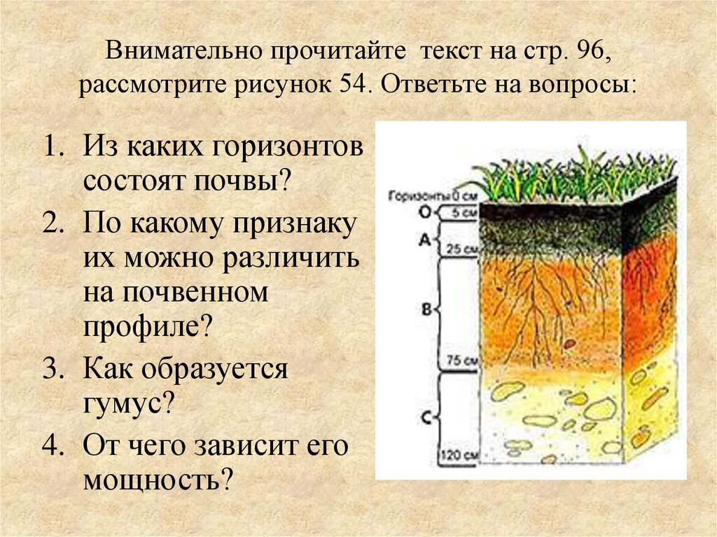 Какие слои почвы. Почвенный профиль гумусовый Горизонт. Слои почвы. Строение почвы слои. Строение почвенного профиля.