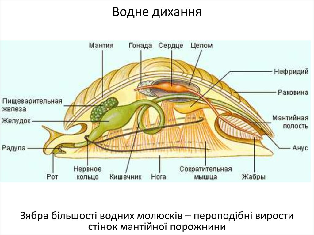 Туловище моллюсков. Строение тела брюхоногих моллюсков. Мантийная полость у брюхоногих моллюсков. Внутреннее строение брюхоногих. Внутреннее строение моллюсков мантийная полость.