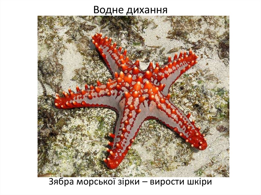 Организм морской звезды. Иглокожие морские звезды. Морская звезда Midgardia Xandaros.. Морские обитатели морская звезда. Алая морская звезда.