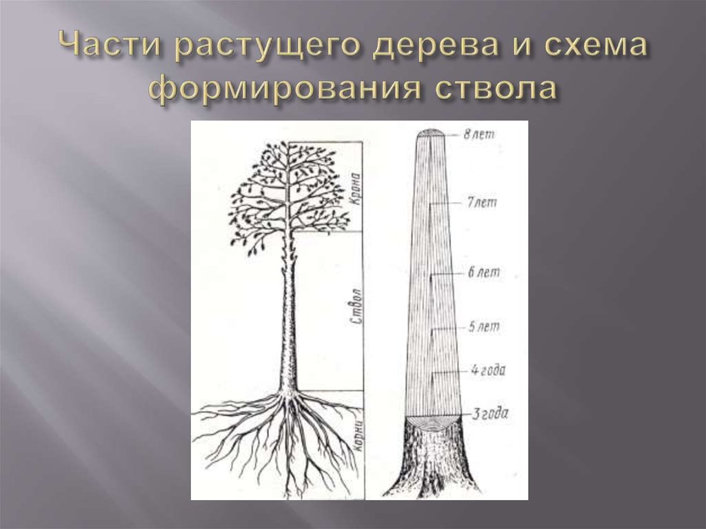 Ствола на высоте 1 3. Строение растущего дерева. Части ствола дерева. Схема ствола дерева. Строение ствола.