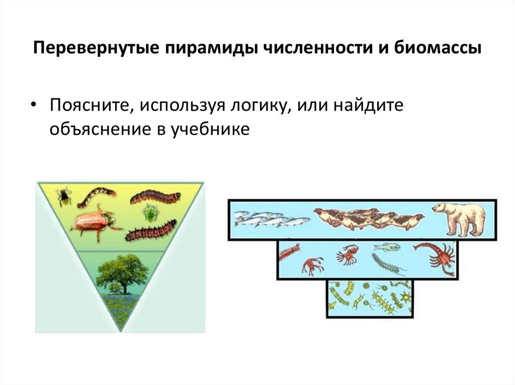 Перевернутая пирамида численности характерна для