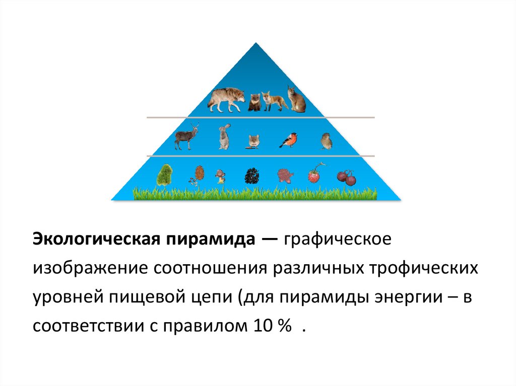 Экологические пирамиды презентация 11 класс