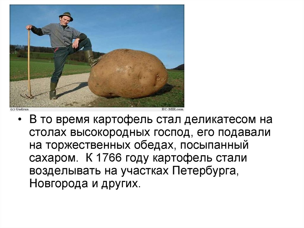 Сколько лет картофелю. Сведения о картофеле. Доклад о картошке. Картошка для презентации. Интересные факты о картофеле.