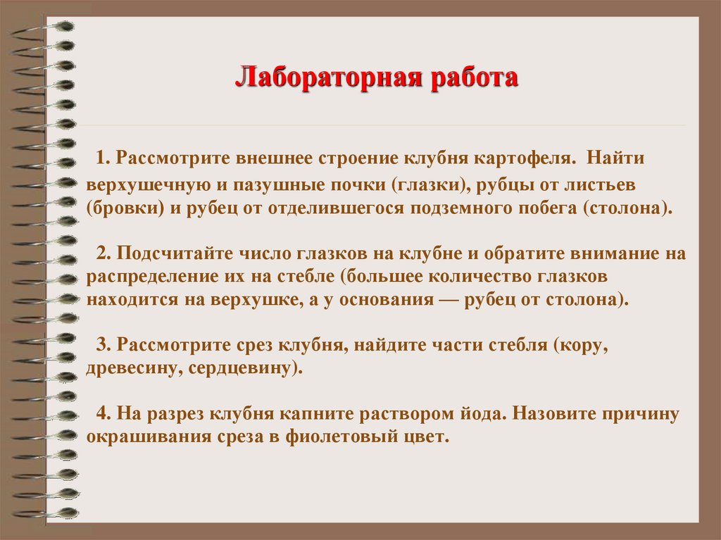 Рассмотрите изображение клубня картофеля и выполните задания покажите стрелками и подпишите стебель