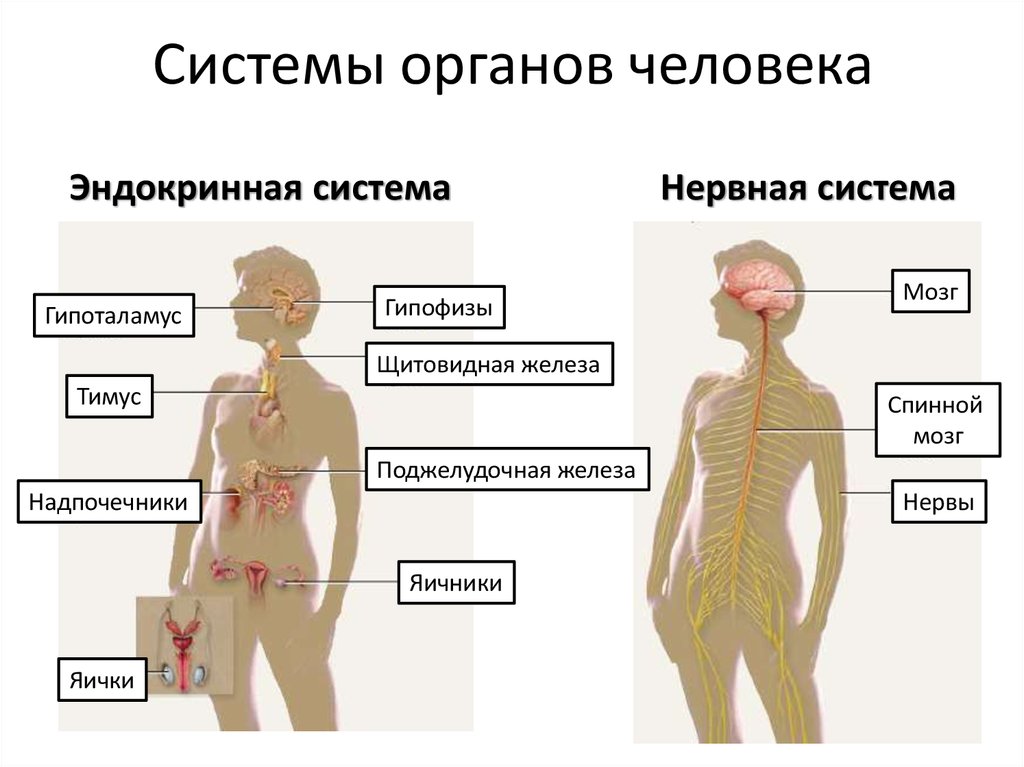 5 место на человеке