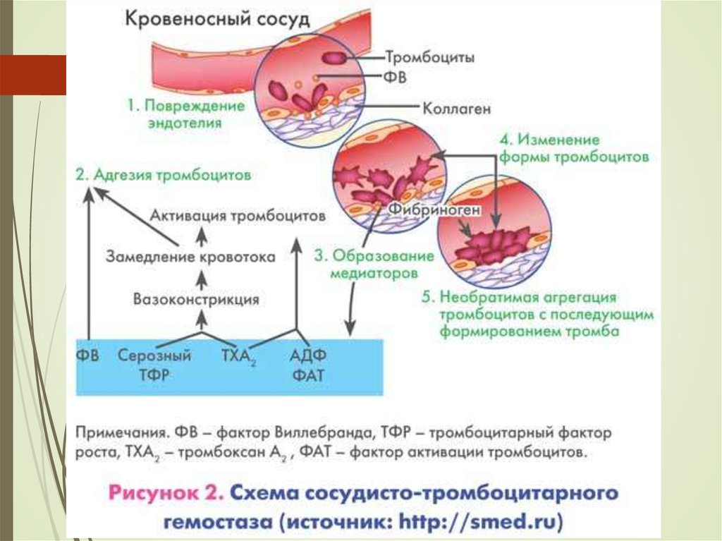 Тромбоциты и тромбы. Сосудисто-тромбоцитарный гемостаз схема. Схема сосудисто-тромбоцитарного гемостаза. Коагуляционный механизм образования тромба. Сосудисто-тромбоцитарный гемостаз.