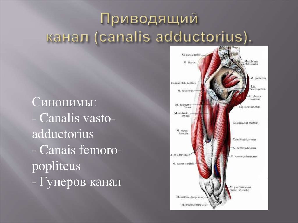 Гунтеров канал. Приводящий канал (Canalis adductorius). Canalis adductorius анатомия. Стенки приводящего канала (Canalis adductorius) образуют. Бедренно подколенный канал анатомия.