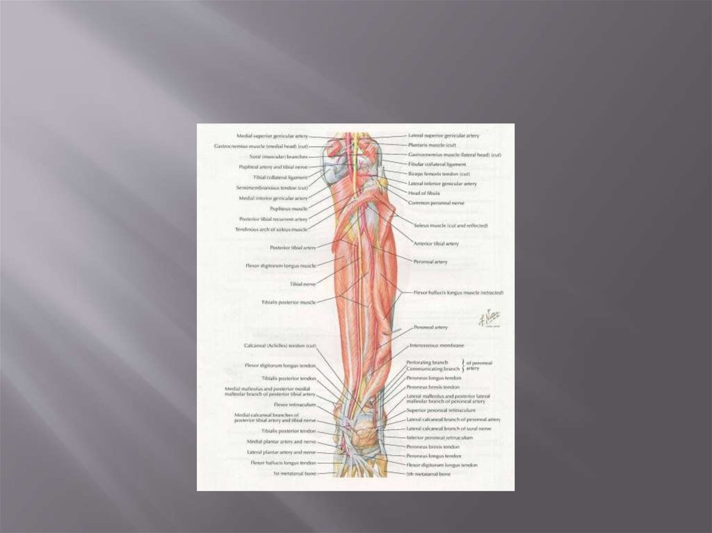 Топографическая анатомия нижней конечности презентация