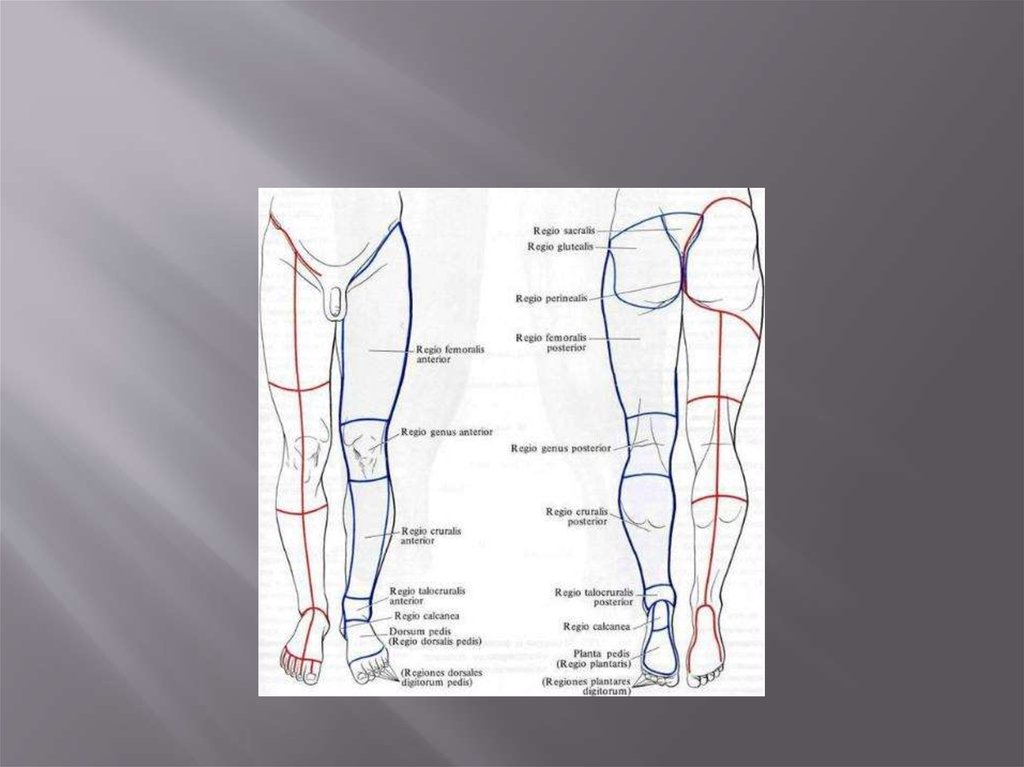 Топографическая анатомия нижней конечности презентация