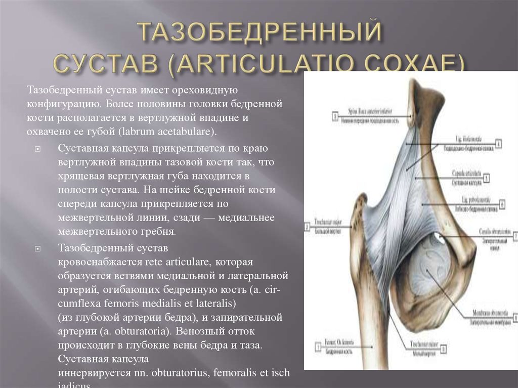 Суставы и связки бедра