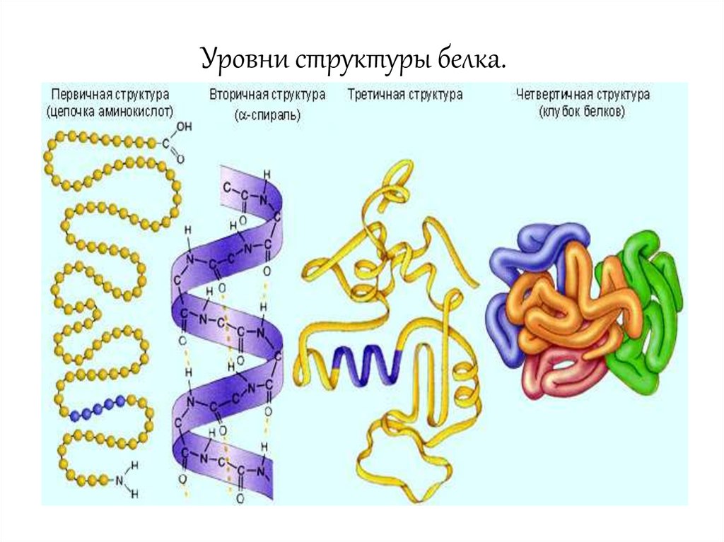 Какие аминокислоты представлены на рисунке третичной структуры белка