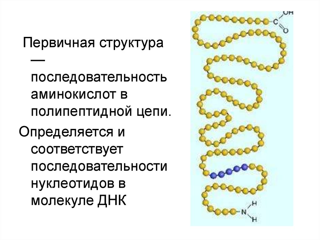 Структура белка закодирована в молекуле днк. Белок первичная структура. Состав первичной структуры белка. Первичная структура белка структура. 5. Первичная структура белка.
